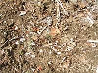 Cardaminopsis arenosa subsp Borbasii (fam Brassicacees) (Europe centrale) (2) (Photo F. Mrugala)